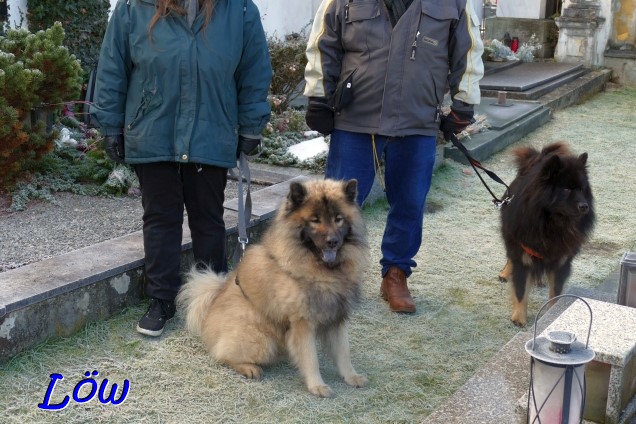 28.12.2023 - Nachdenkliche Hunde